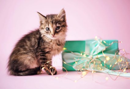 Kattenspullen: kat met cadeau en roze achtergrond