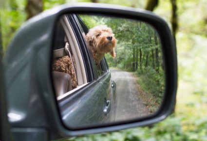 Hond Kop Uit Het Autoraam