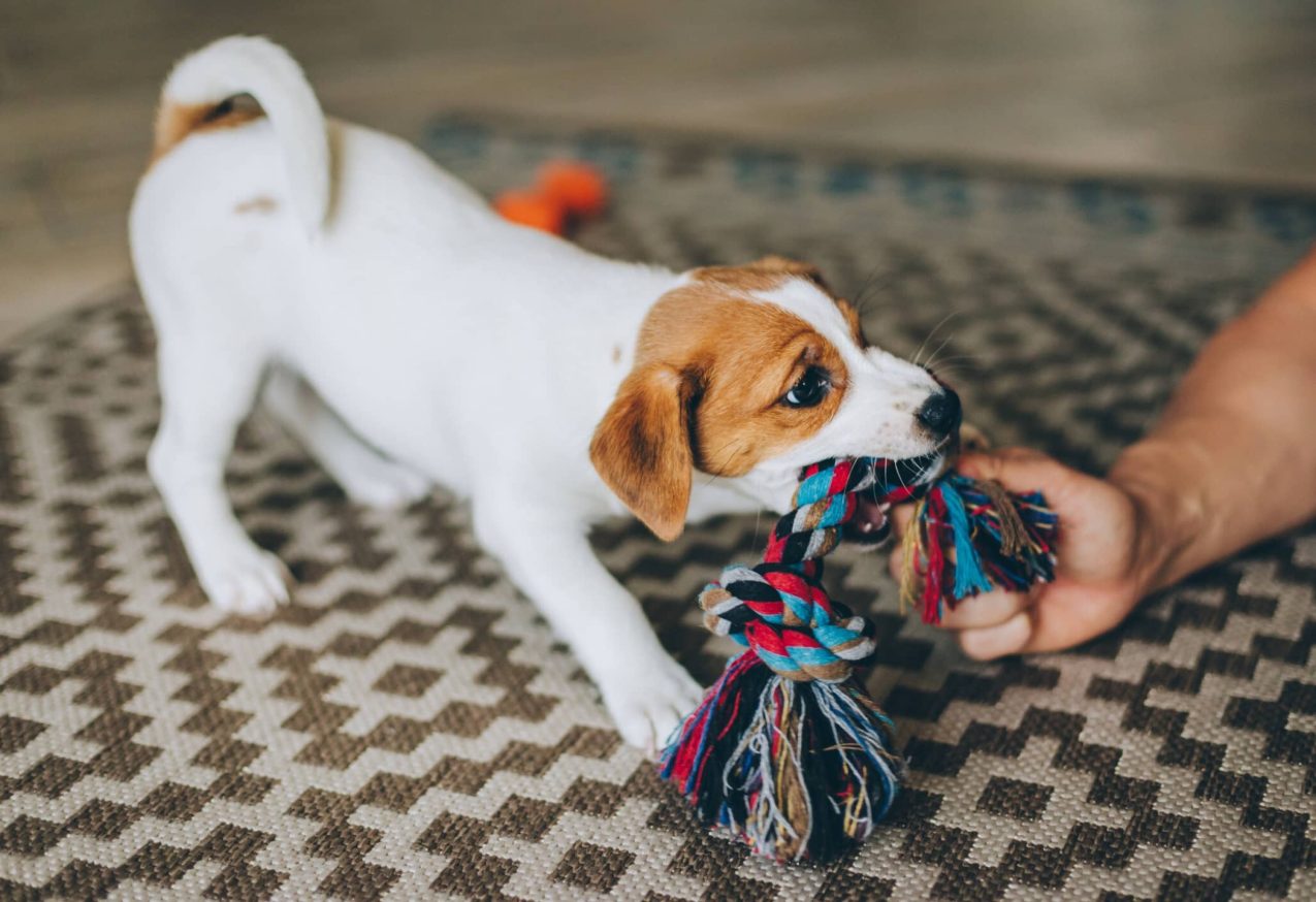 Honden Speeltjes: jack russel puppy met trektouw