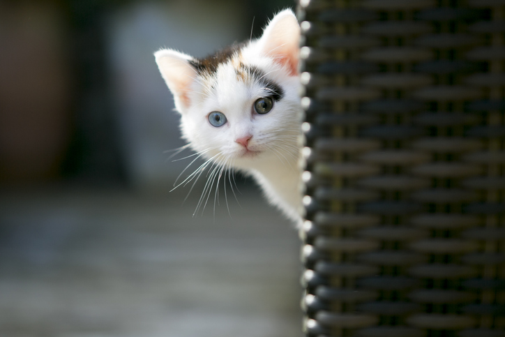 verstoppen: Schattig Tabby Katje verstopt ziich