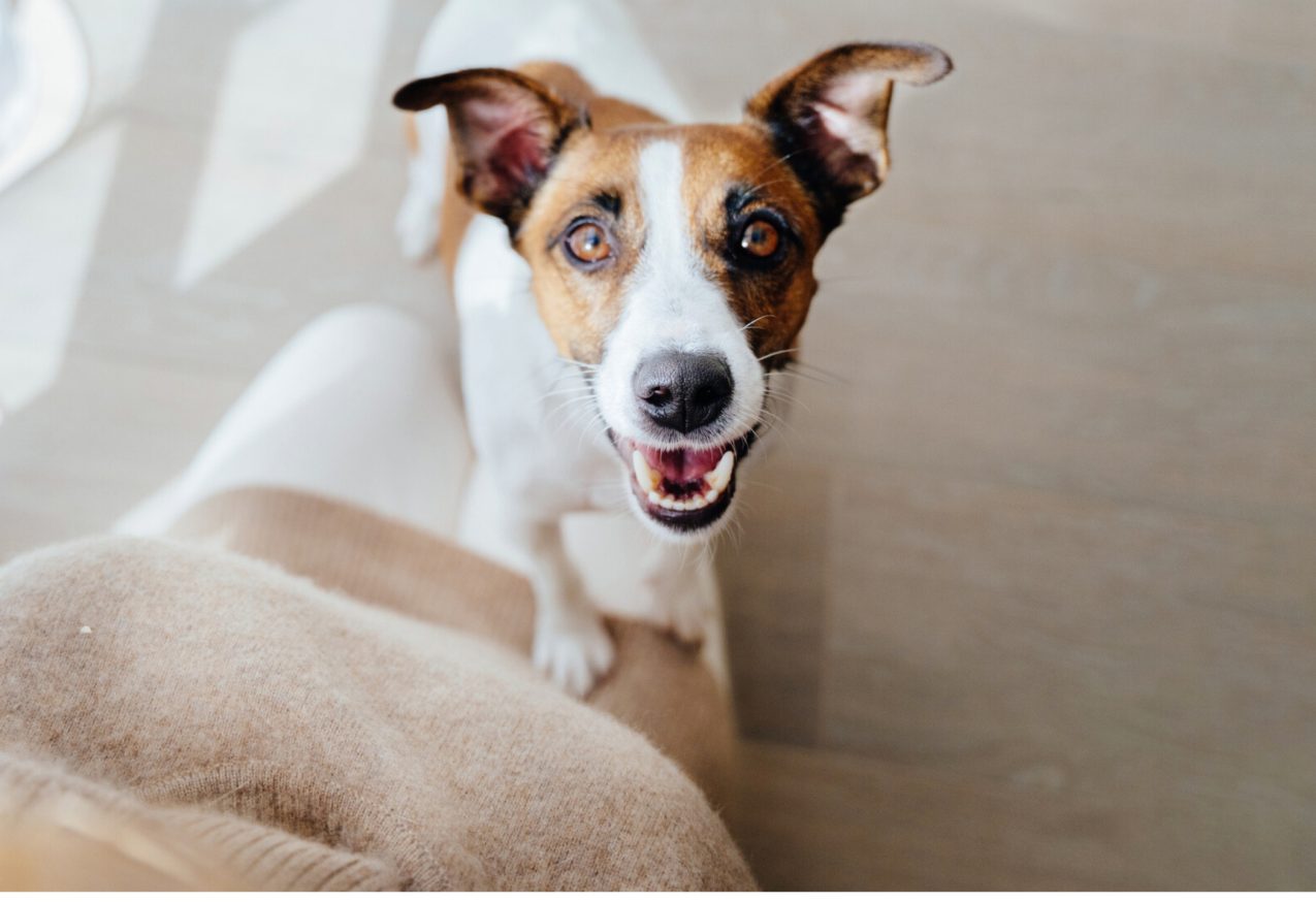 Hond Druk Visite: hond springt tegen visite op