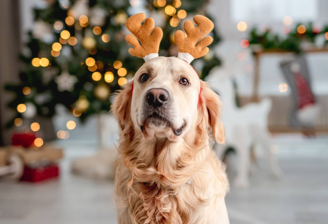 Kerstoutfits Hond Kat: golden retriever met gewei op, achtergrond kerstboom