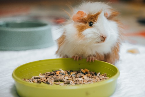 huisdier gelukkig: cavia eet uit groen voederbakje