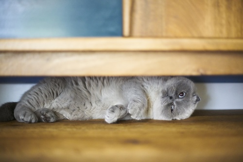 kat verstopt zich onder de kast vanwege kattenkwaaltjes