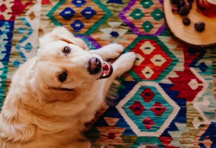 Kleurrijke Vloerkleden: labrador retriever ligt op een kleurrijk vloerkleed