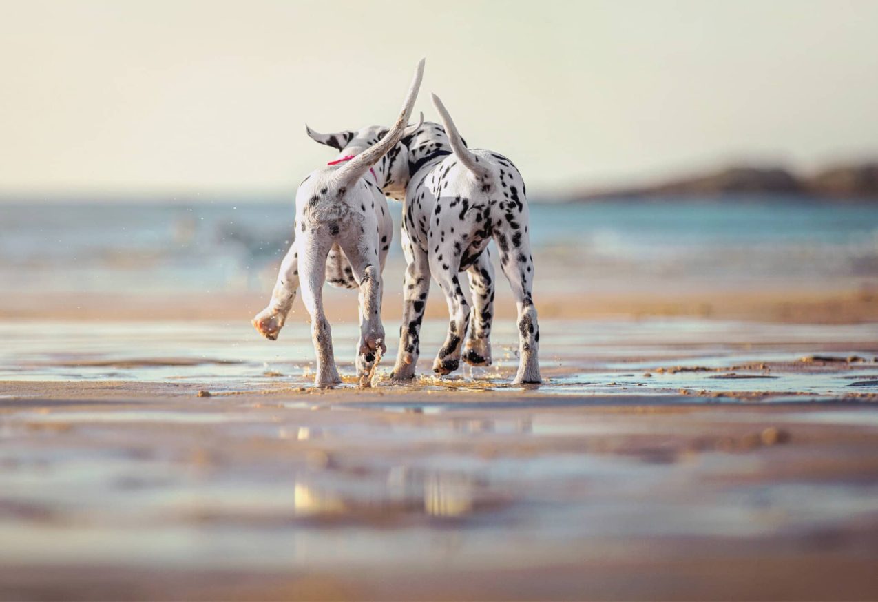 Kwispel: 2 honden op het strand