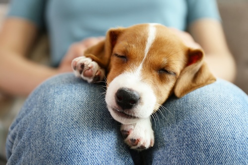 vrouw heeft jack russell op schoot: vertrouwen