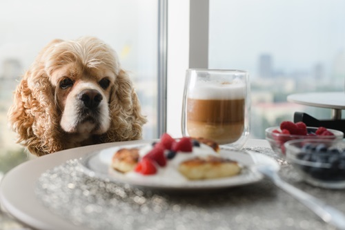 Hond bedelen om eten op tafel