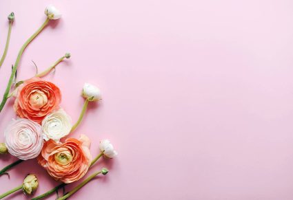 Kunstbloemen Ranonkels: roze achtergrond