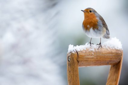 Roodborstje Vogelliefhebber vogel