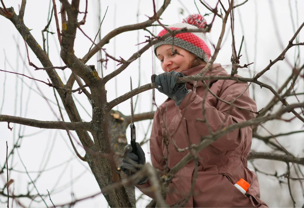 Snoeien In Januari: vrouw snoeit appelboom