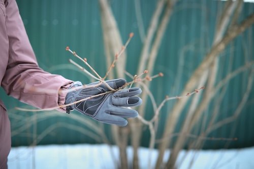 snoeien in de winter: persoon houdt boomtak vast voor het snoeien