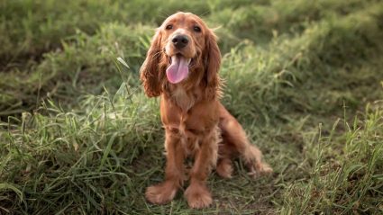 Aha: om deze reden staart een hond je soms zo lang aan