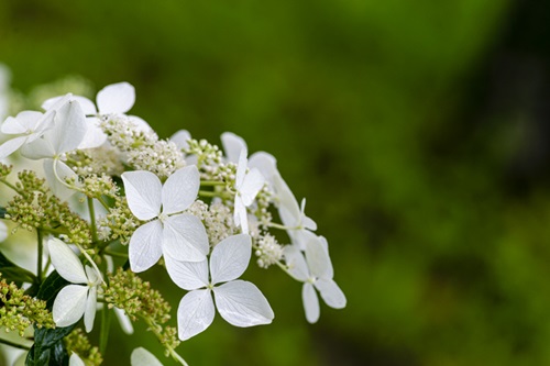 klimhortensia snoeien