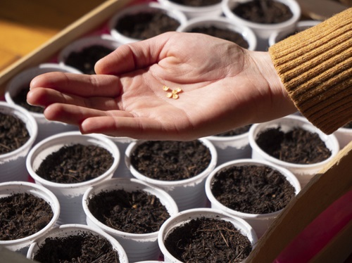 zaaien in februari: hand met zaadjes