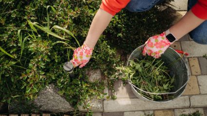 Simpel en snel: zo verwijder je onkruid uit je tuin