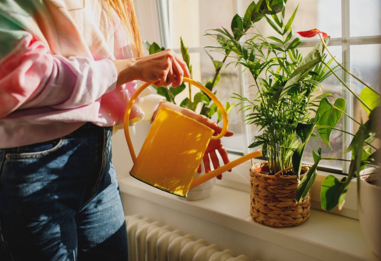 Kamerplanten Volle Zon: vrouw geeft planten water