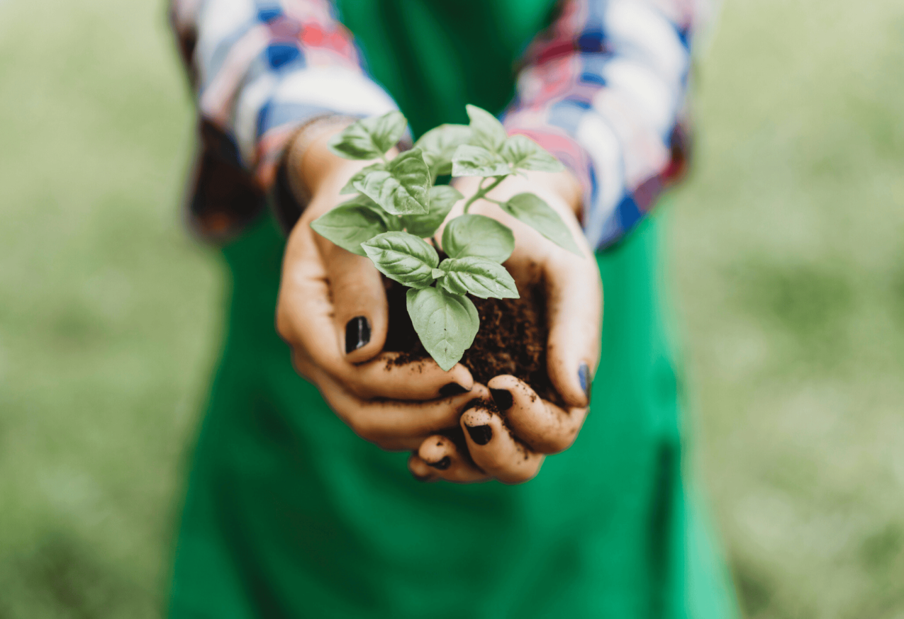 Traag Groeiende Plantjes: vrouw met basilicum in haar hand